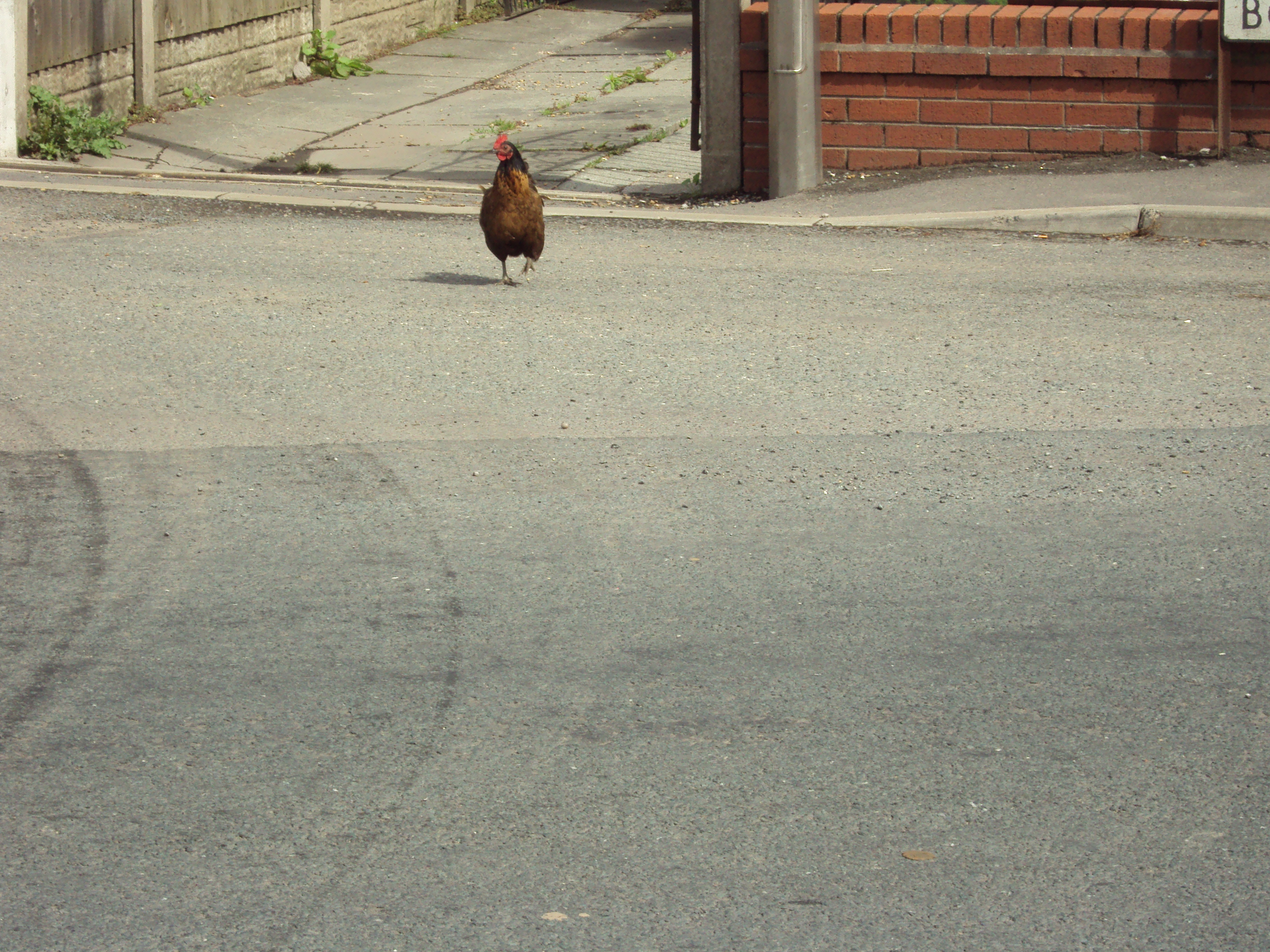 Road Chicken