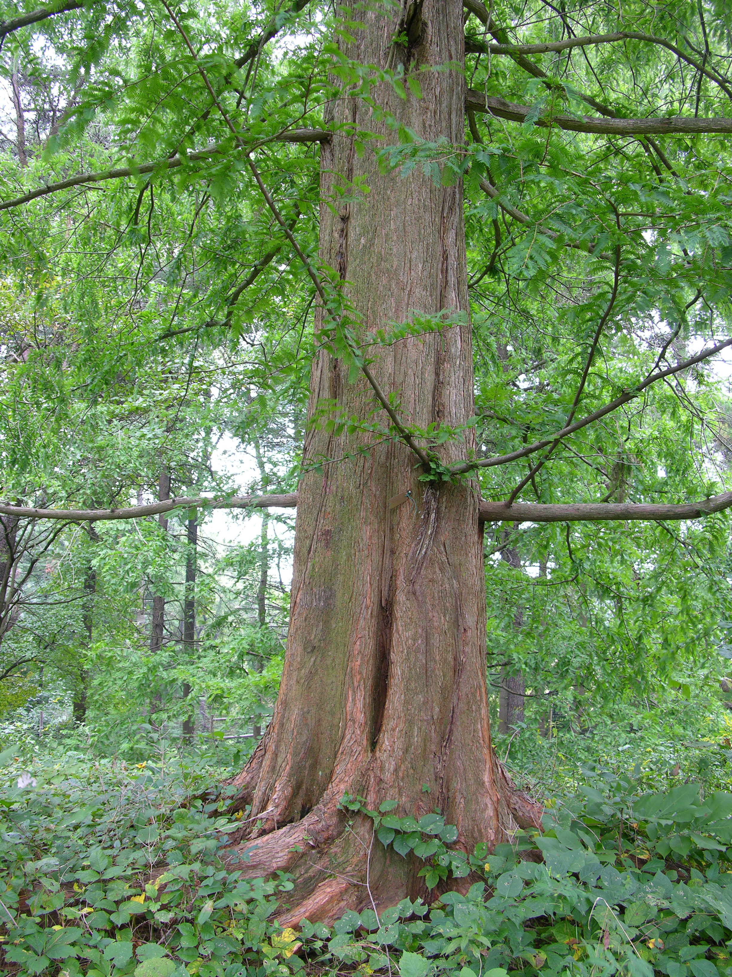 Redwood Trunk