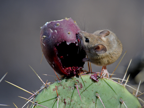 Image= Deermouse consuming cactus pear (fruit of the cactus)