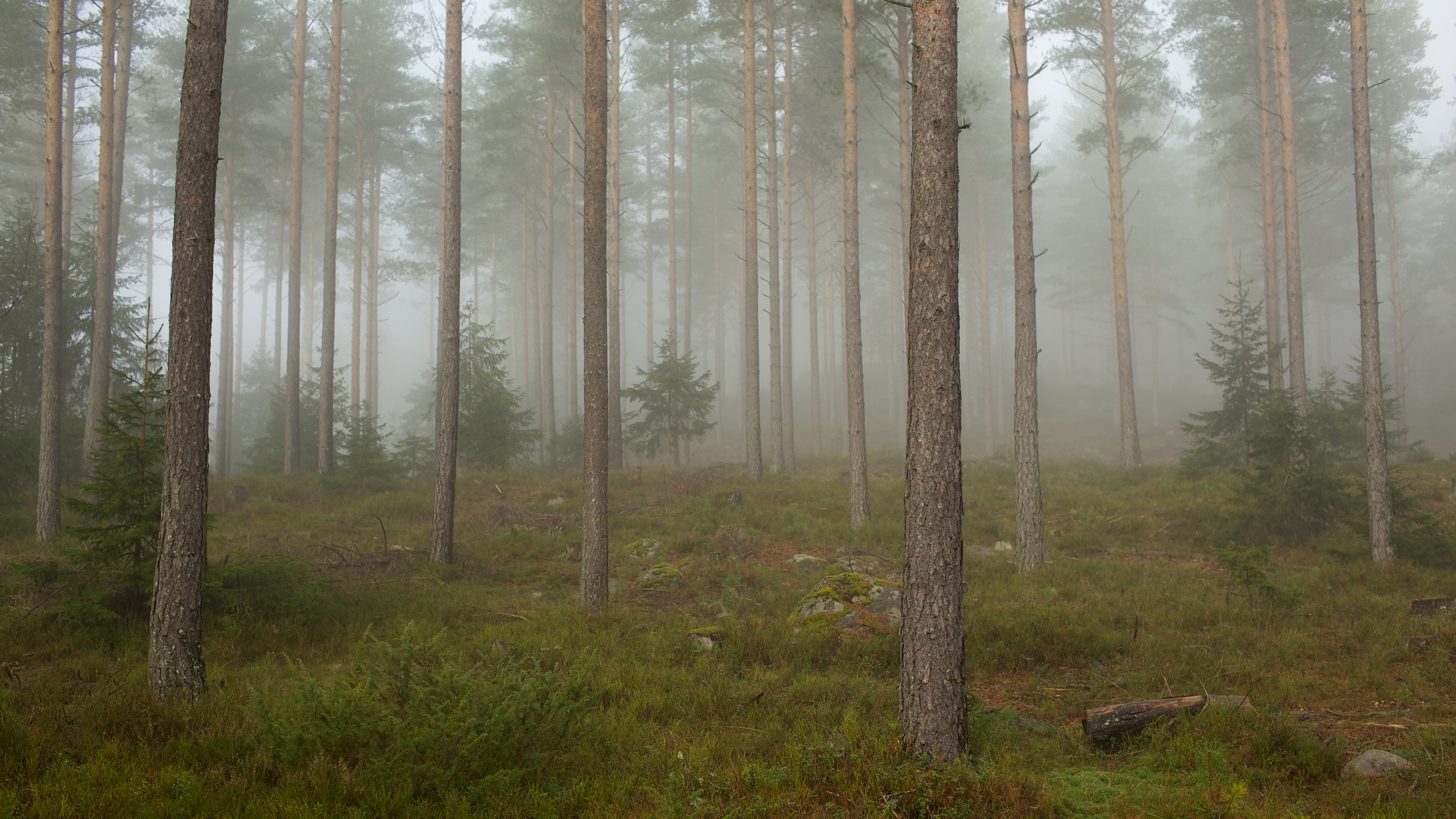 http://upload.wikimedia.org/wikipedia/commons/d/d8/Fog_in_a_forest,_Telemark_2.jpg