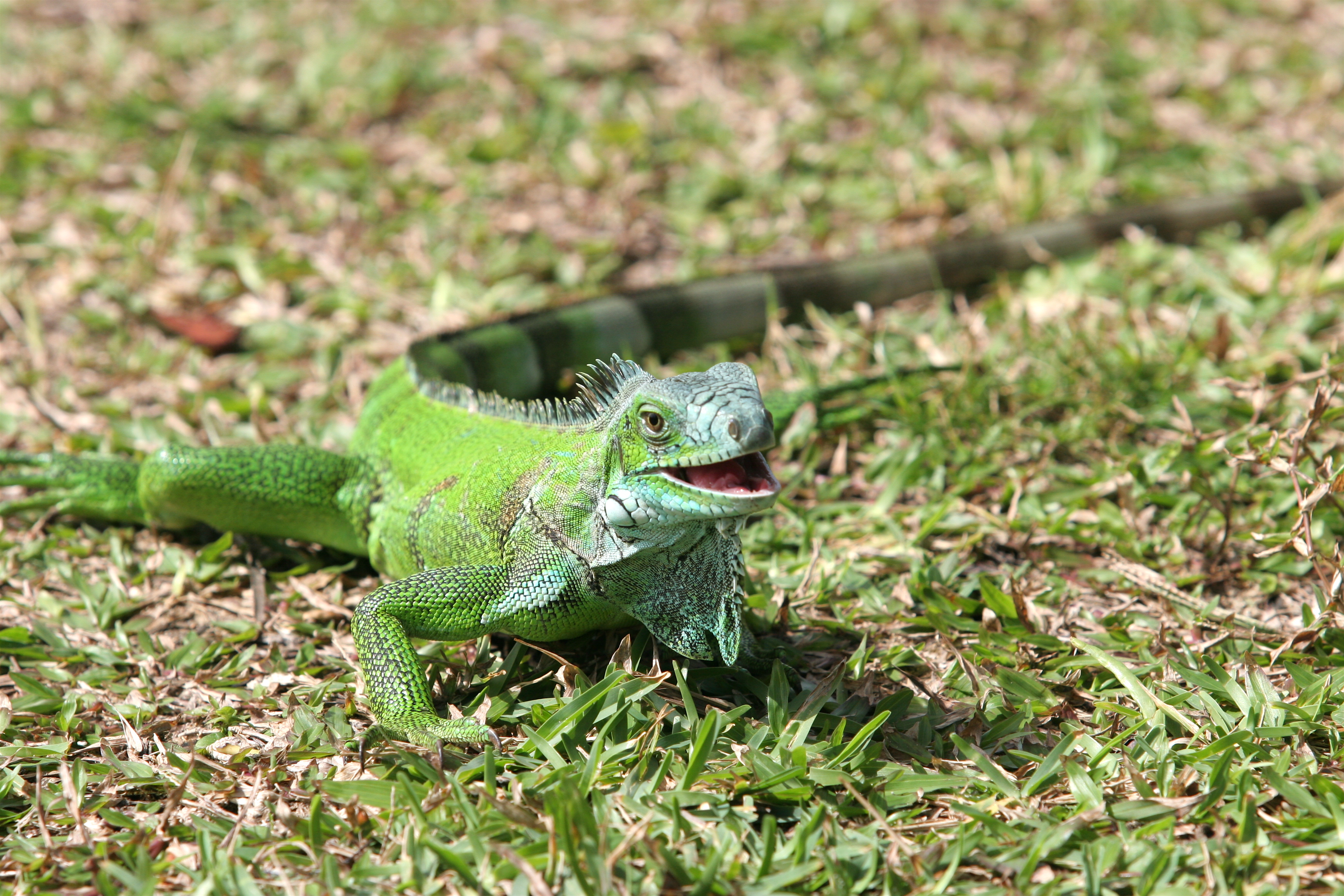 iguana vs boa