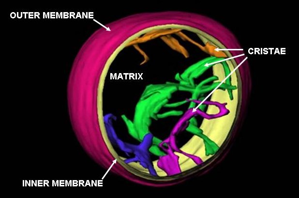 File:MitochondrionCAM.jpg