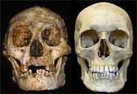 Crânio de Homo floresiensis (à esquerda) e de Homo sapiens (à direita)