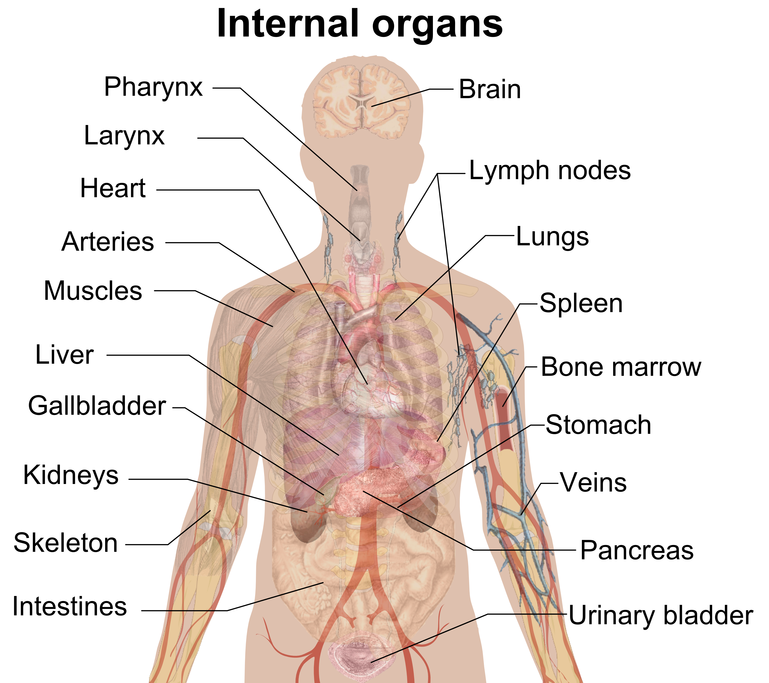 Human Anatomy Internal Organs Diagram