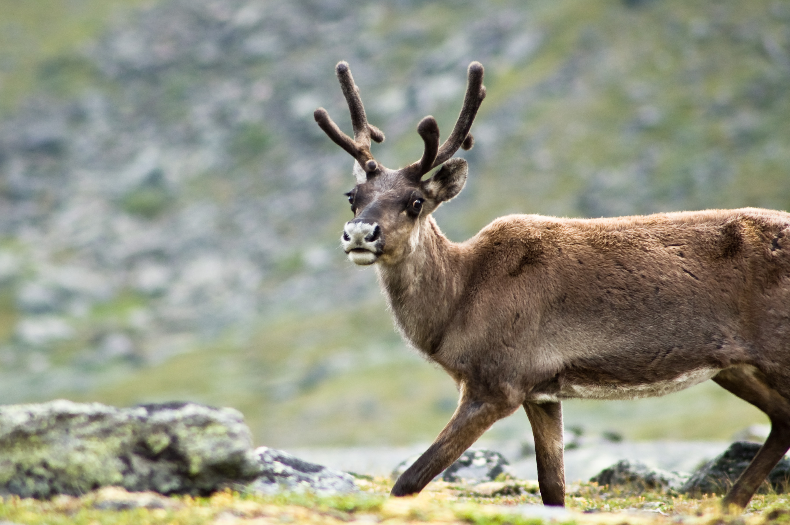 Description Reindeer in Kebnekaise.jpg