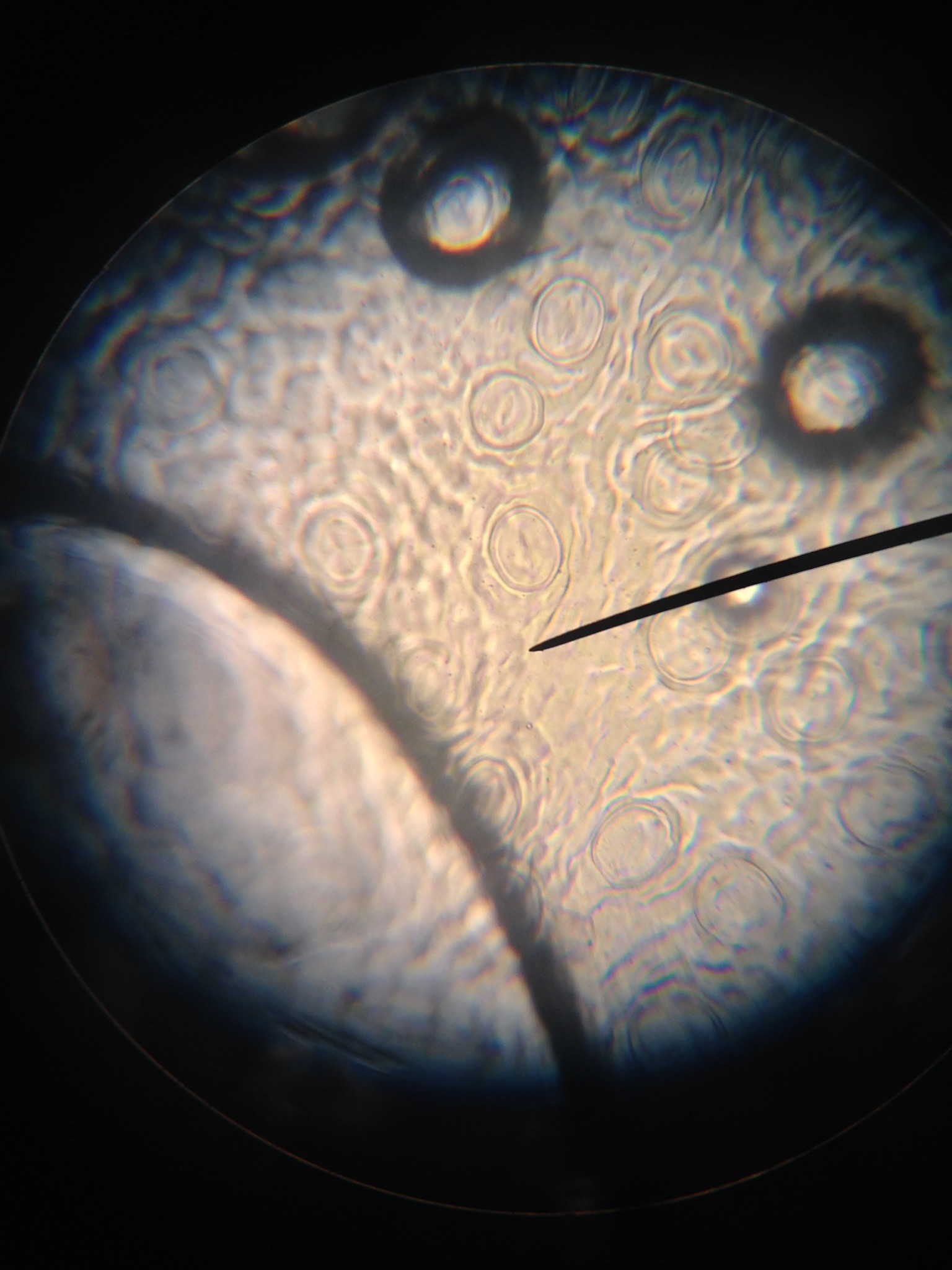 Stomata_12_Septmeber_2018