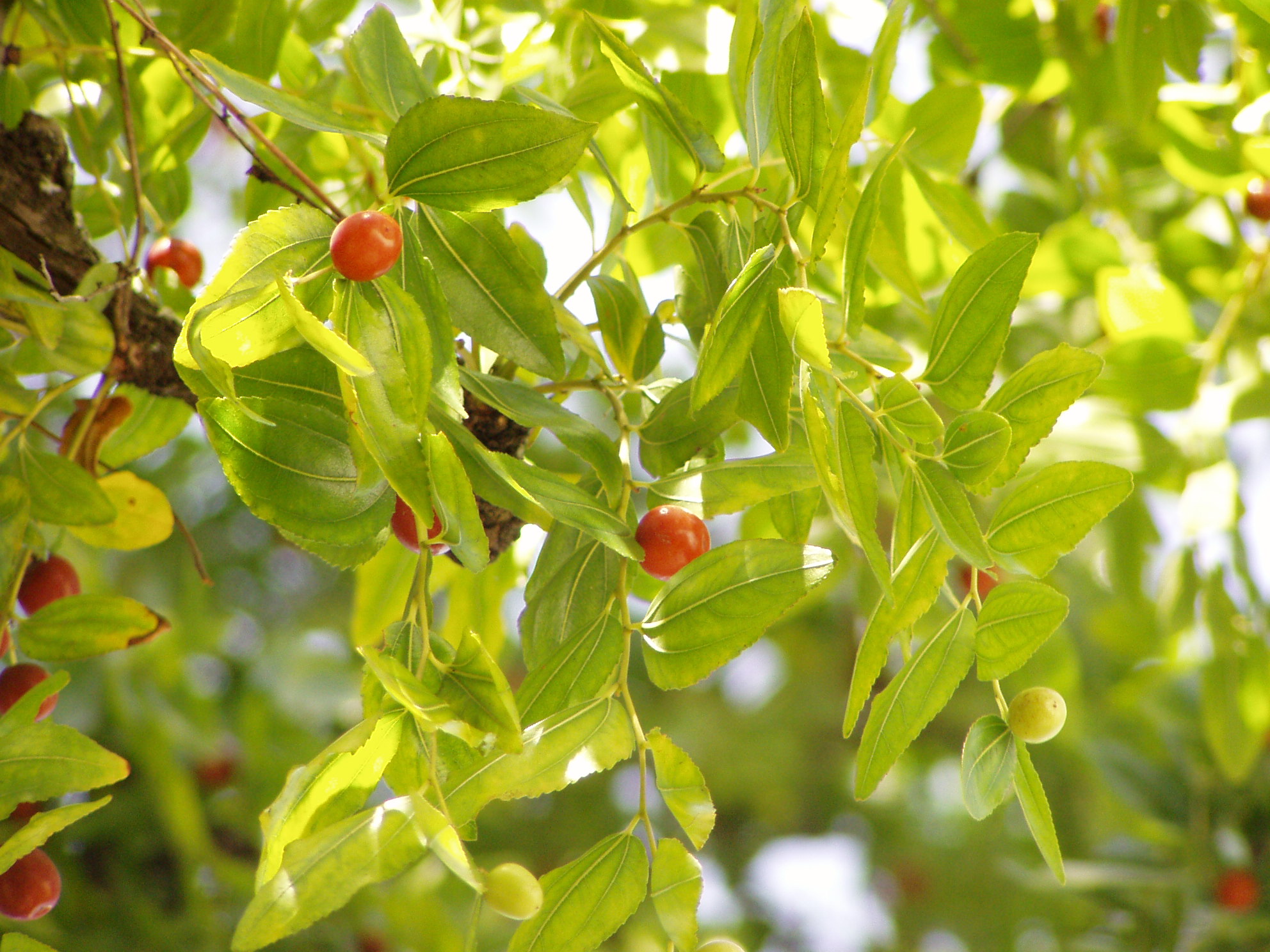 http://upload.wikimedia.org/wikipedia/commons/d/d9/Ziziphus_zizyphus_foliage.jpg