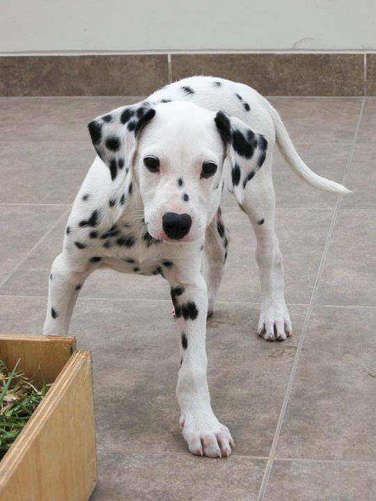 Dalmatian puppy