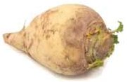 Rootveg rutabaga.jpg