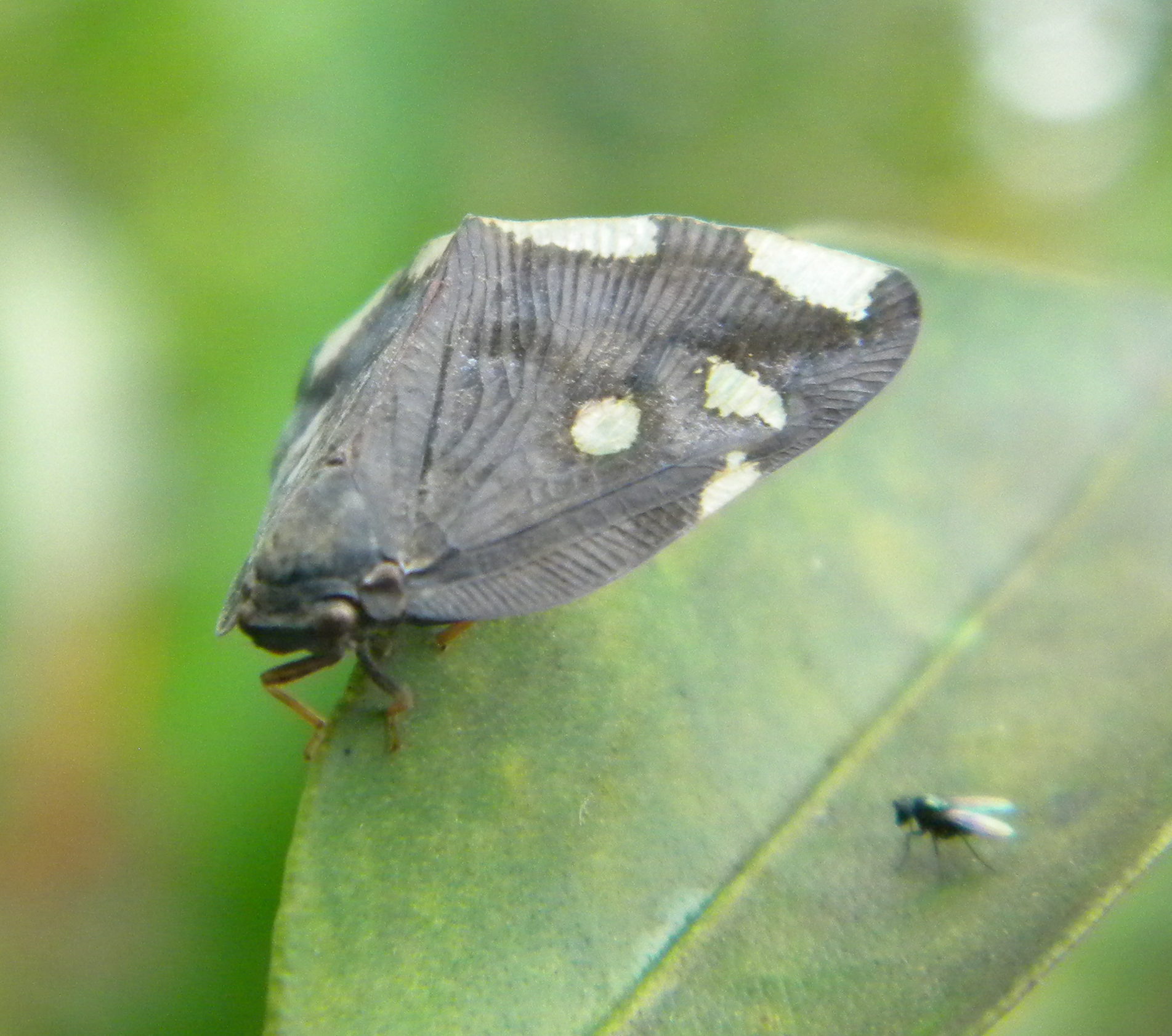 Leaf Fly