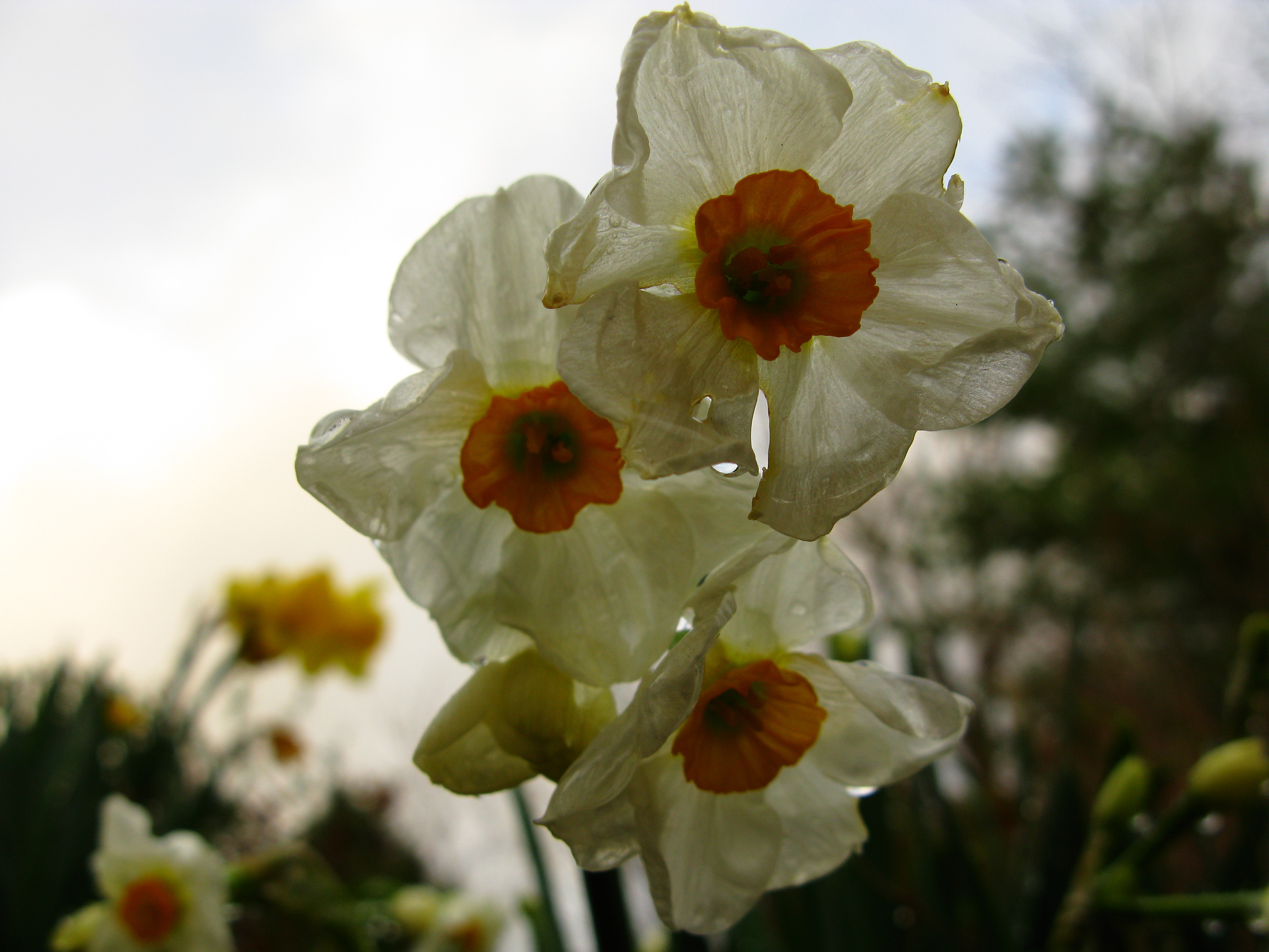daffodil sky
