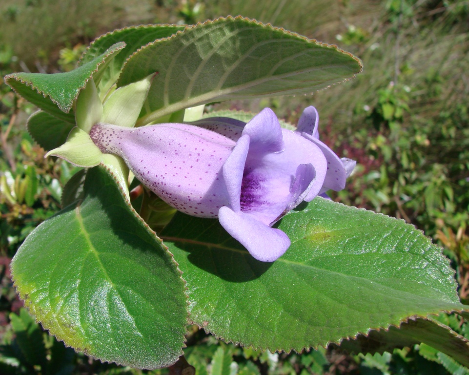 Paliavana tenuiflora image