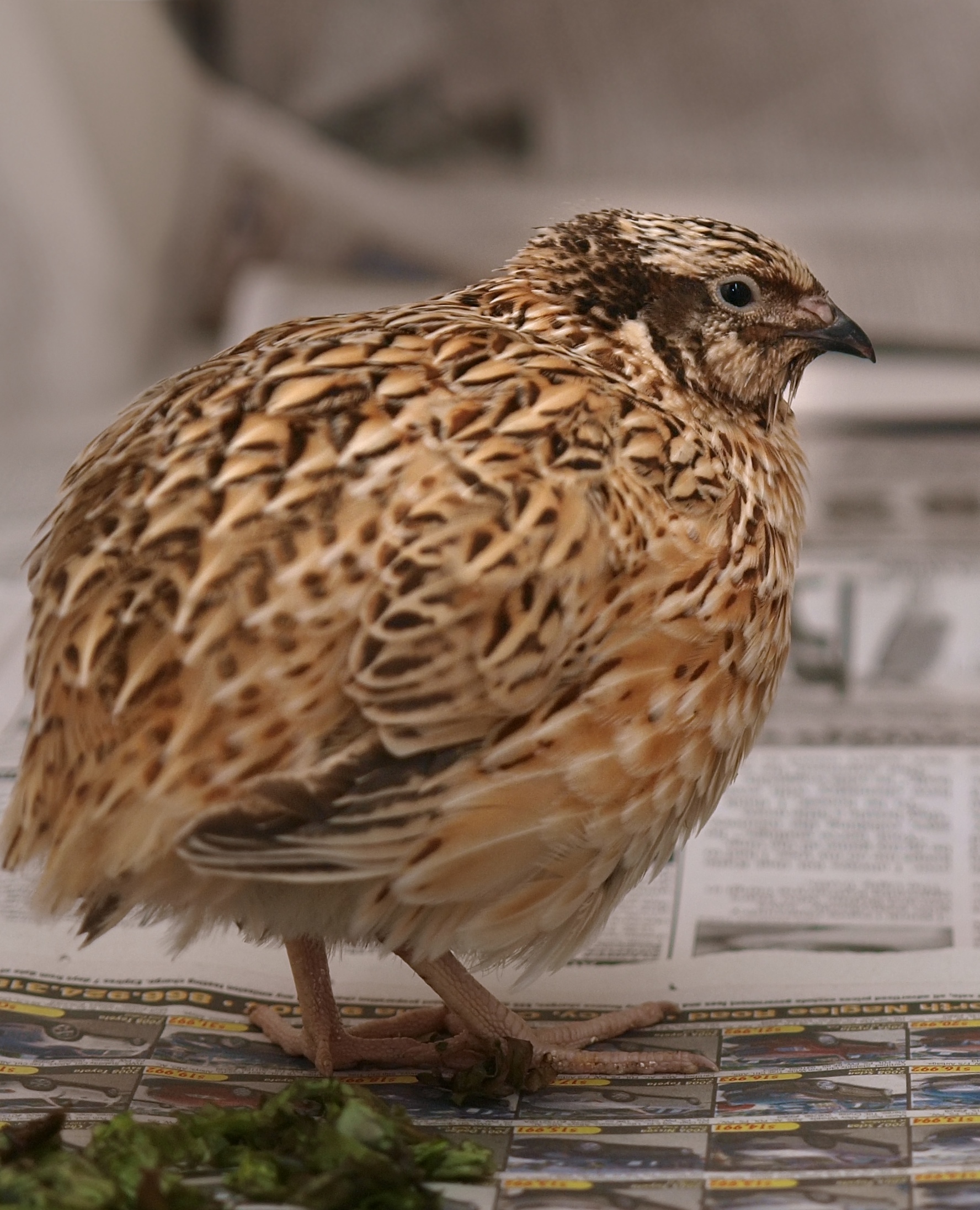 File:Japanese Quail.jpg - Wikimedia Commons