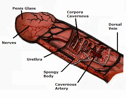 File:Penis Anatomy.gif