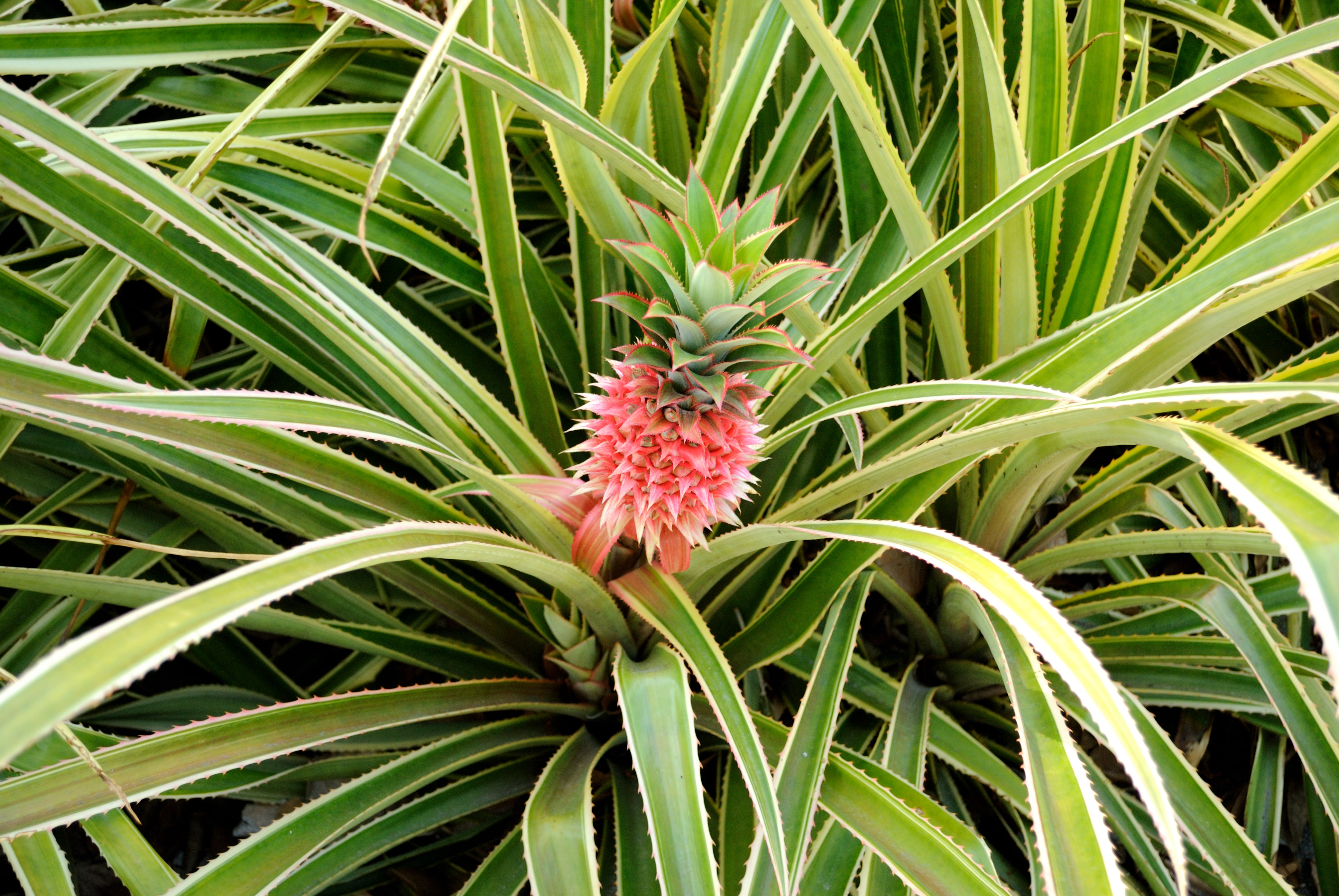 FilePineapple Plant (4720030622).jpg