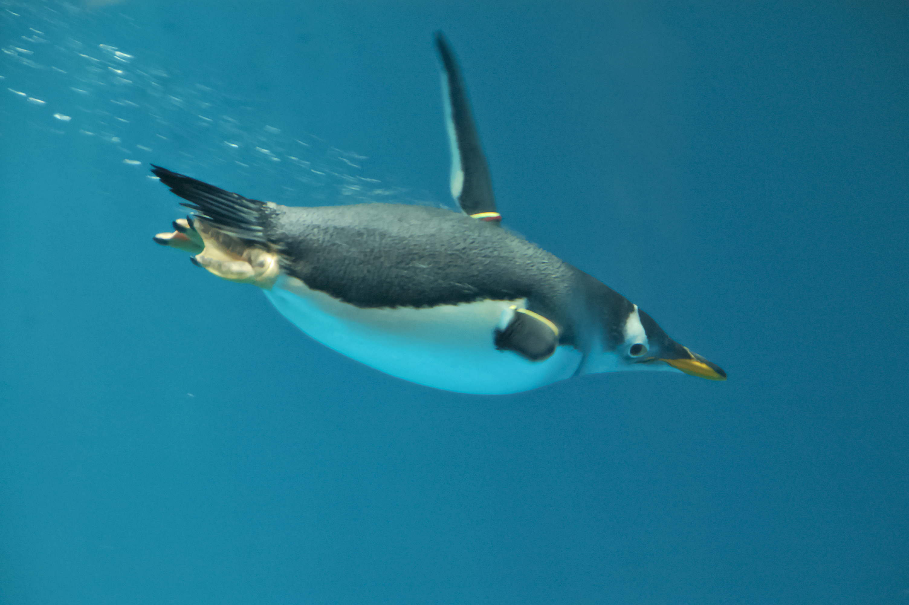 File:Pygoscelis papua -Nagasaki Penguin Aquarium -swimming underwater