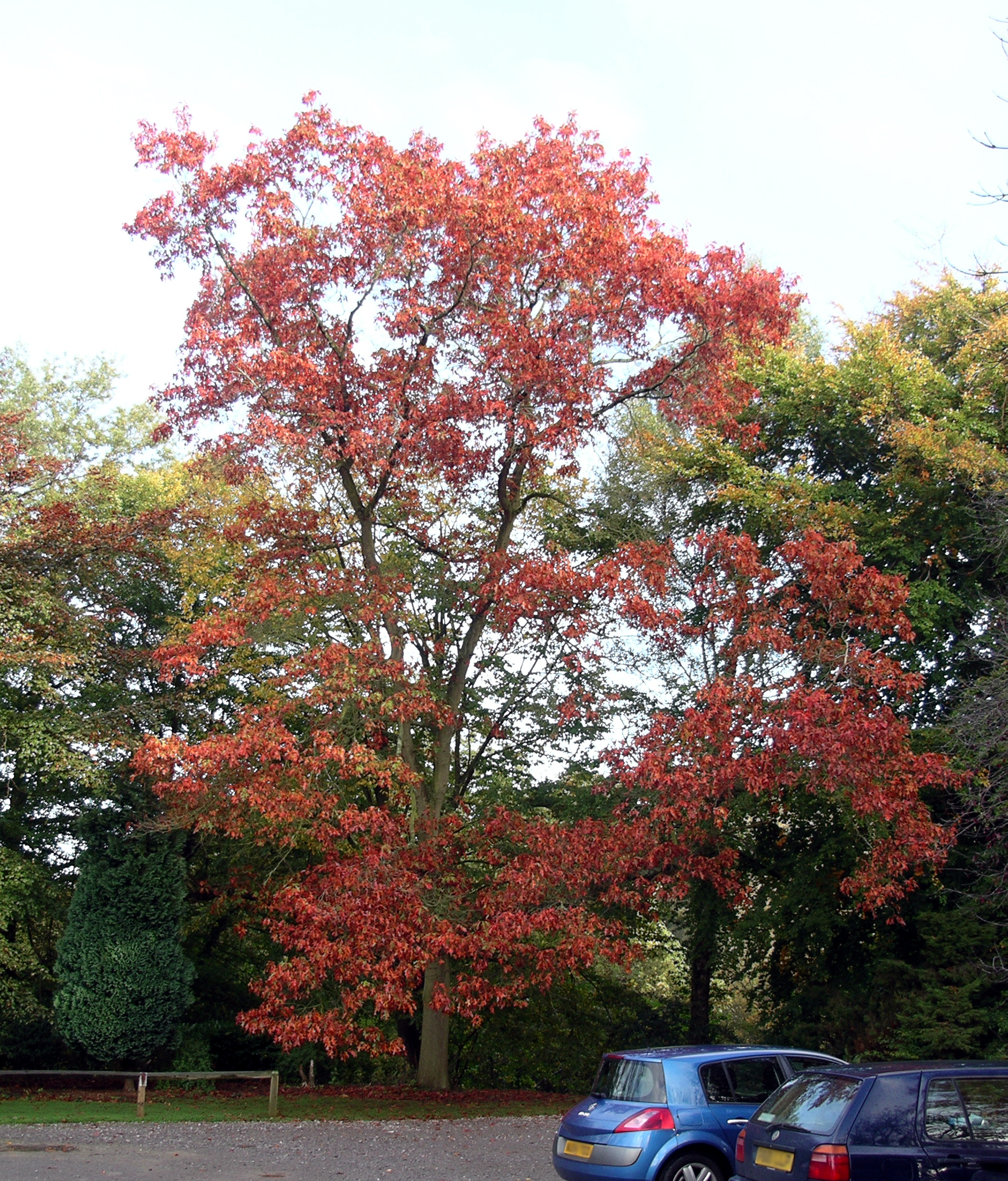 The quercus rubra,  our well known and loved red oak