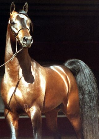 File:Arabian Horse (Stallion).jpg