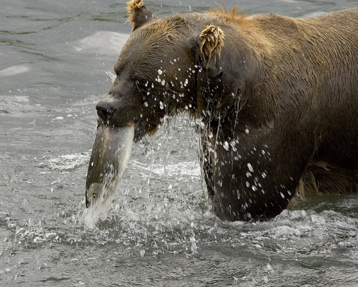 Αρχείο:Brown Bear Feeding on Salmon 1.jpg