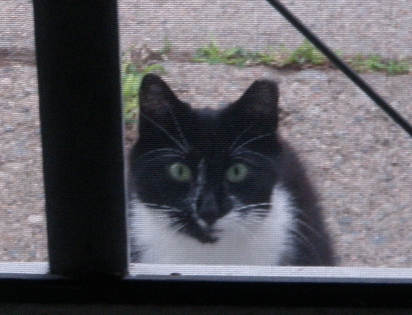 File:Feral cat.jpg