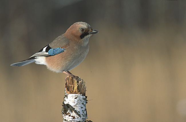 Garrulus_glandarius_3_%28Marek_Szczepanek%29.jpg