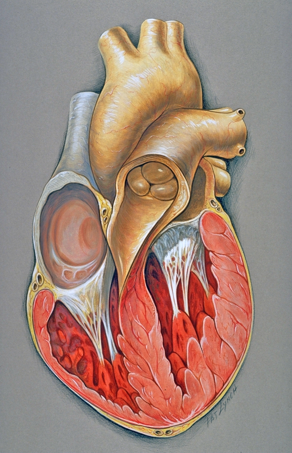 Anterior Heart