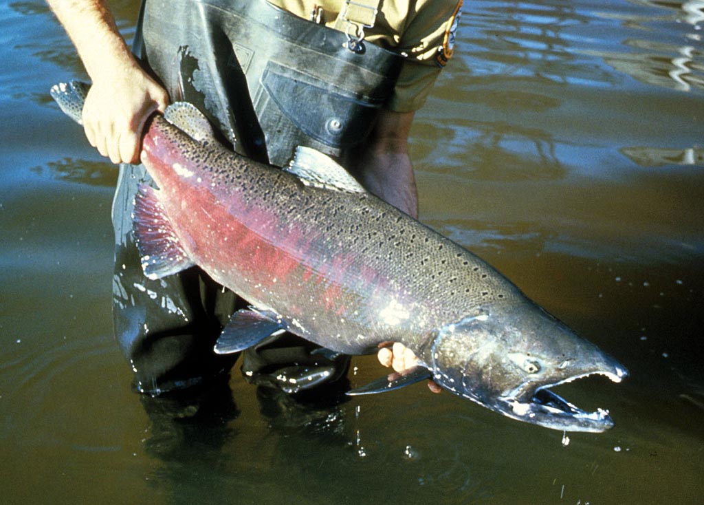 Michigan Fish Identification Chart