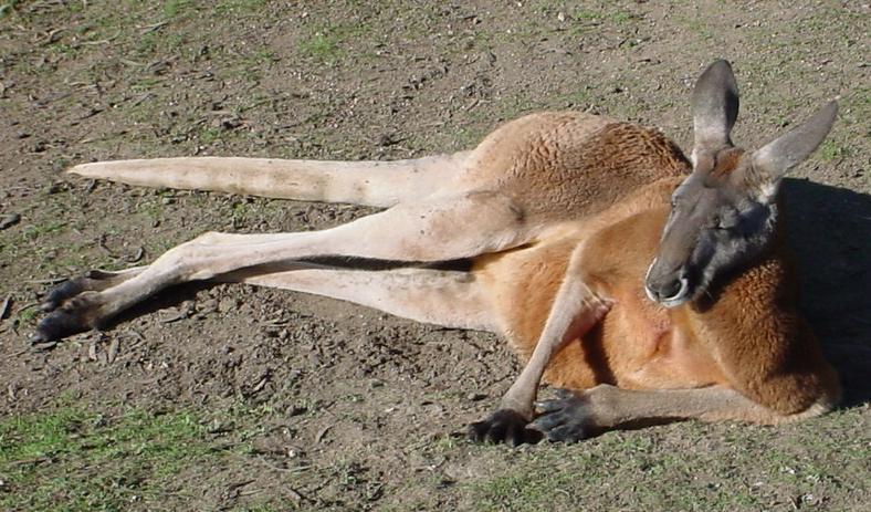 http://upload.wikimedia.org/wikipedia/commons/d/dc/Red-Kangaroo.jpg