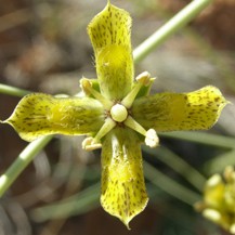 Frasera paniculata image