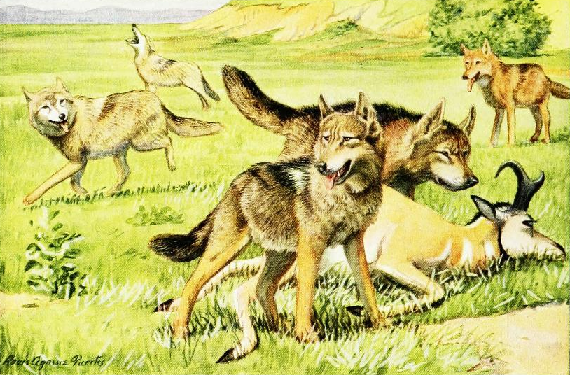 The book of dogs (1919) Timber wolf and coyote.png