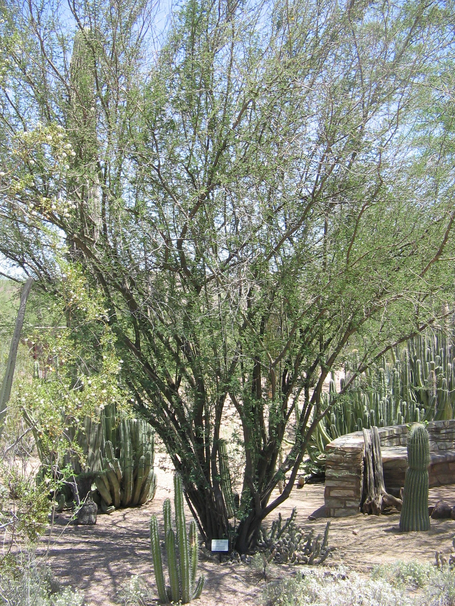 Vachellia farnesiana image