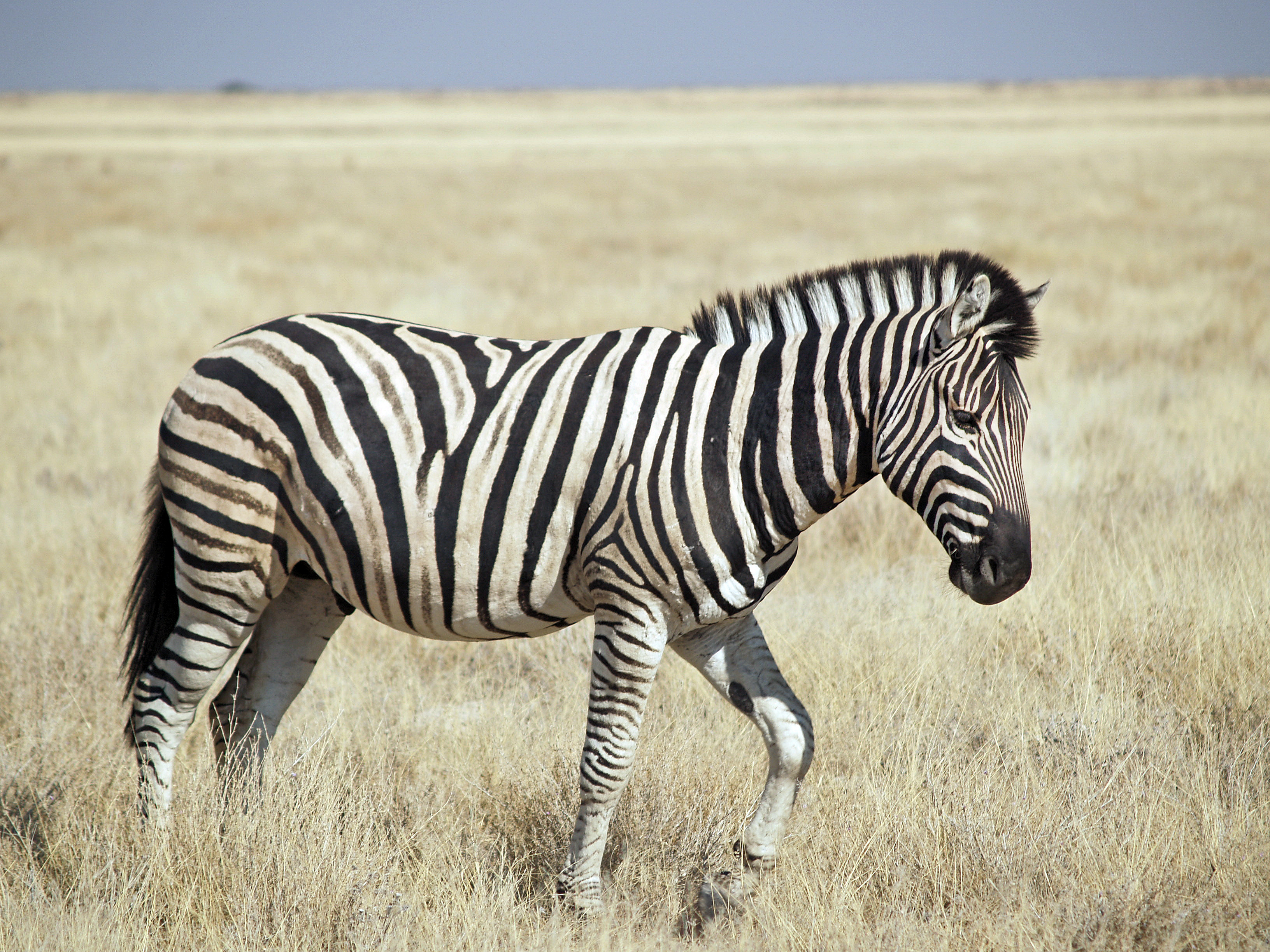 Zebra Burchell