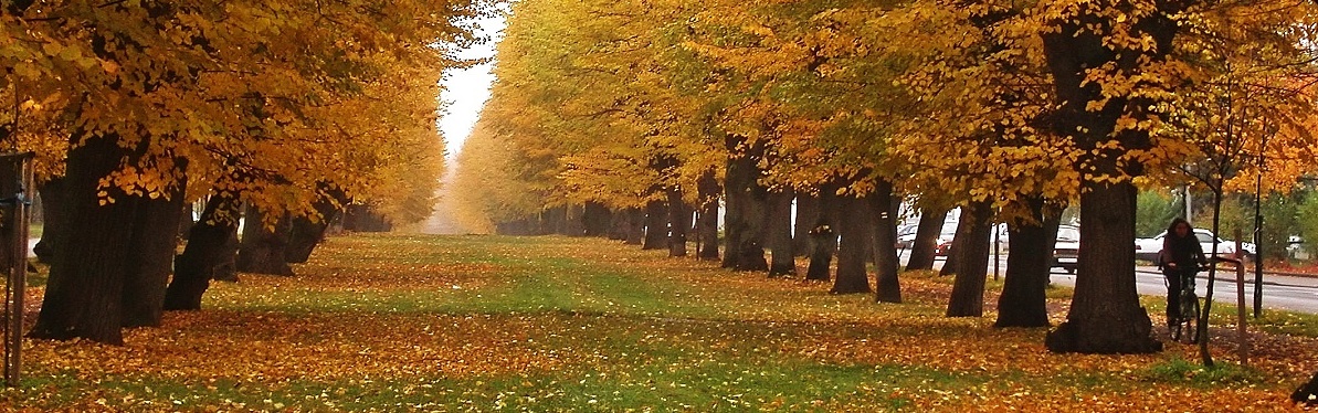 Bonne Samedi Czechia,_Jicin,_Wallenstein%27s_alley_crop