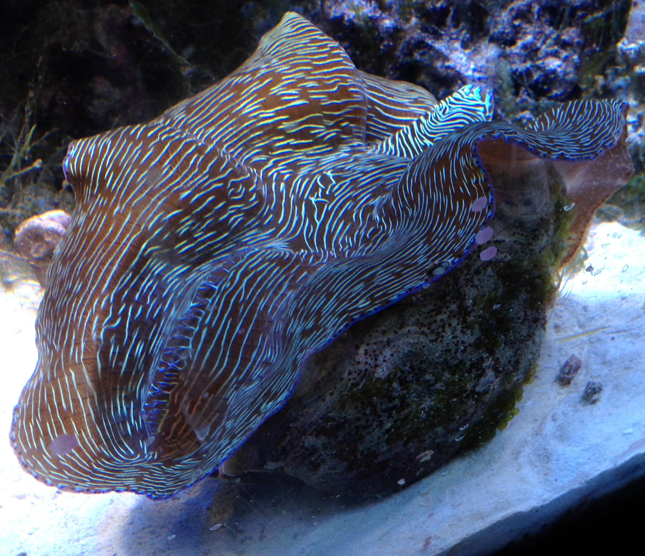 maxima clam size