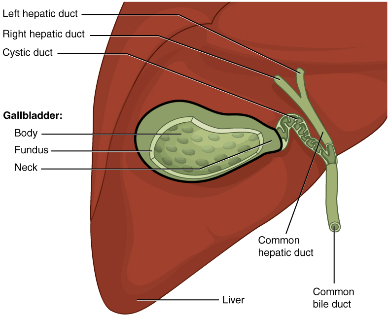 2425 Gallbladder