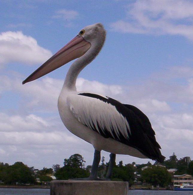 Australian Pelican