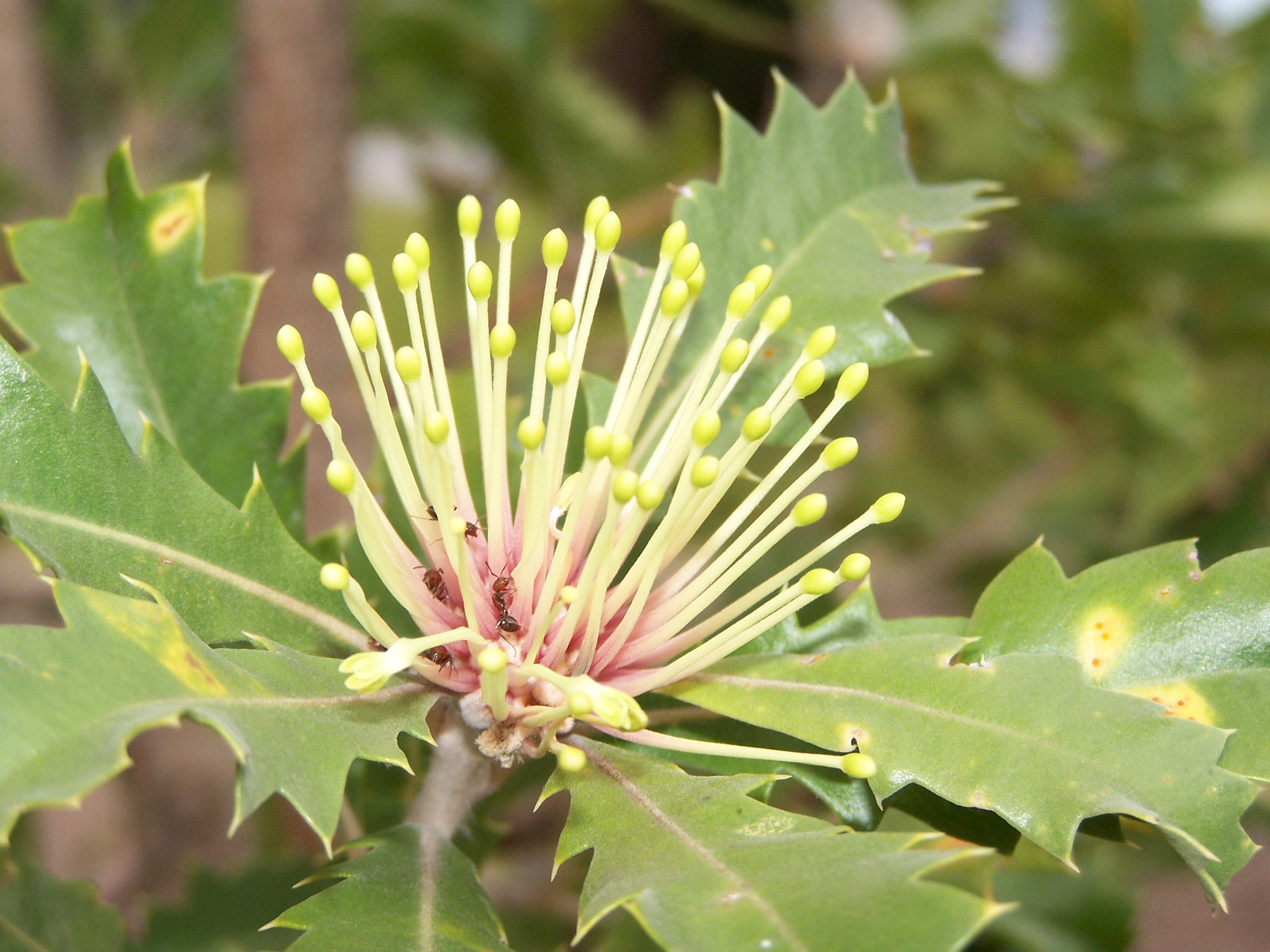 Banksia