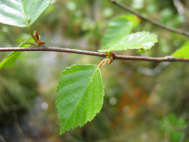 Betula pubescens ssp glutinosa