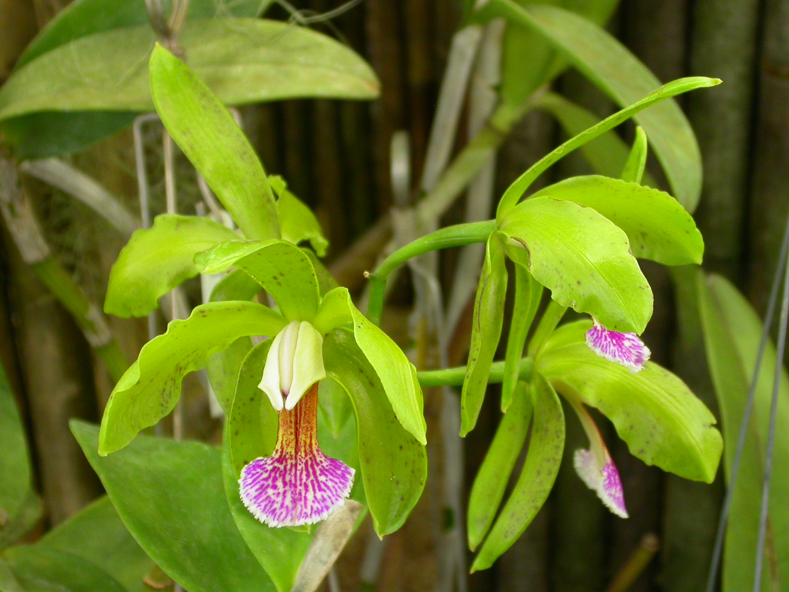 http://upload.wikimedia.org/wikipedia/commons/d/de/Cattleya_granulosa.jpg