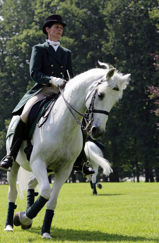 Lipizzaner_Brdo_20080610.jpg