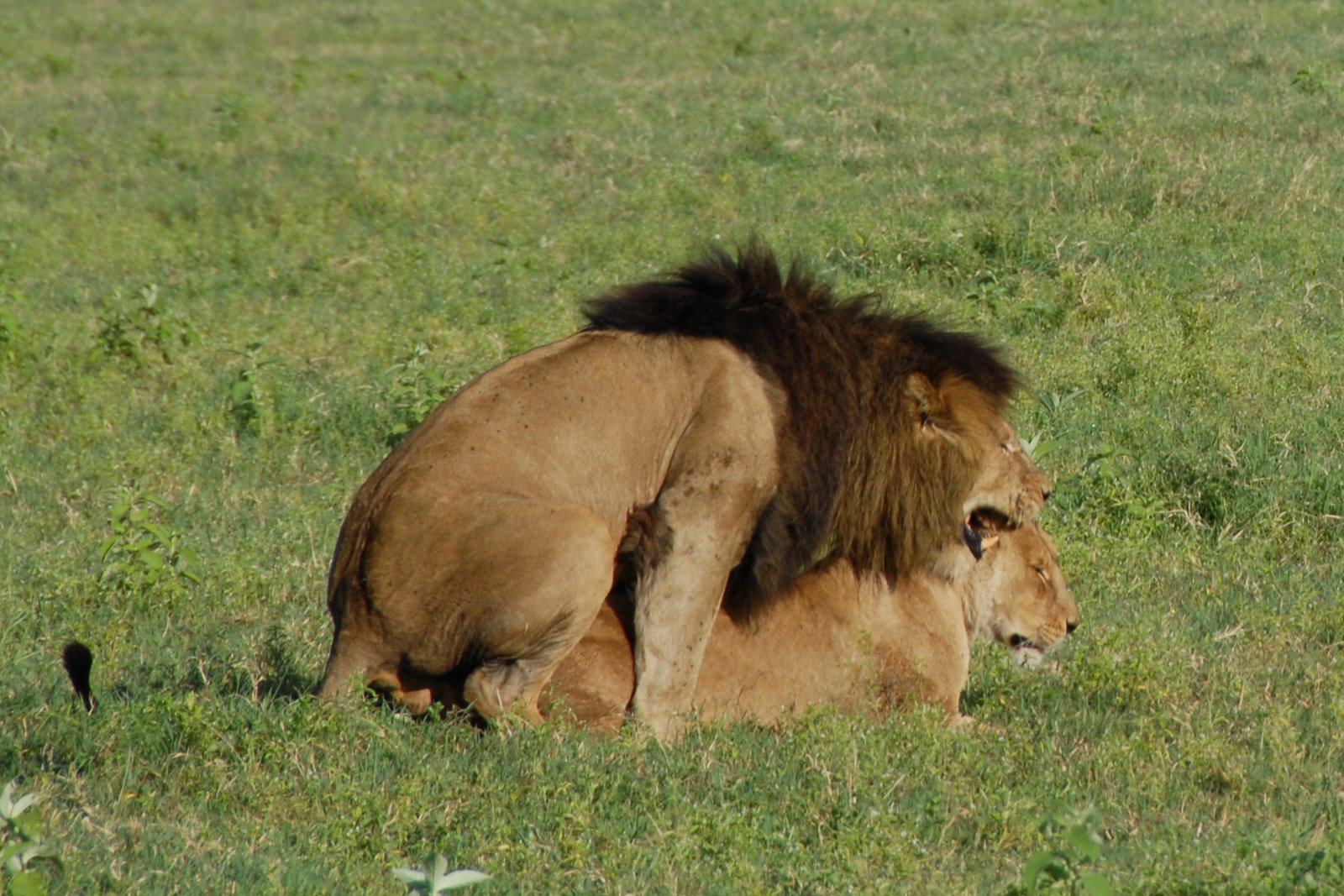 http://upload.wikimedia.org/wikipedia/commons/d/de/Panthera_leo_-Ngorongoro_Conservation_Area%2C_Tanzania_-mating-8.jpg