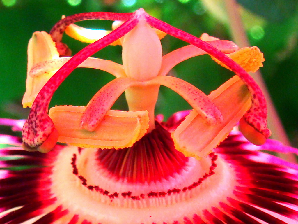 File:Passion flower stamen.jpg