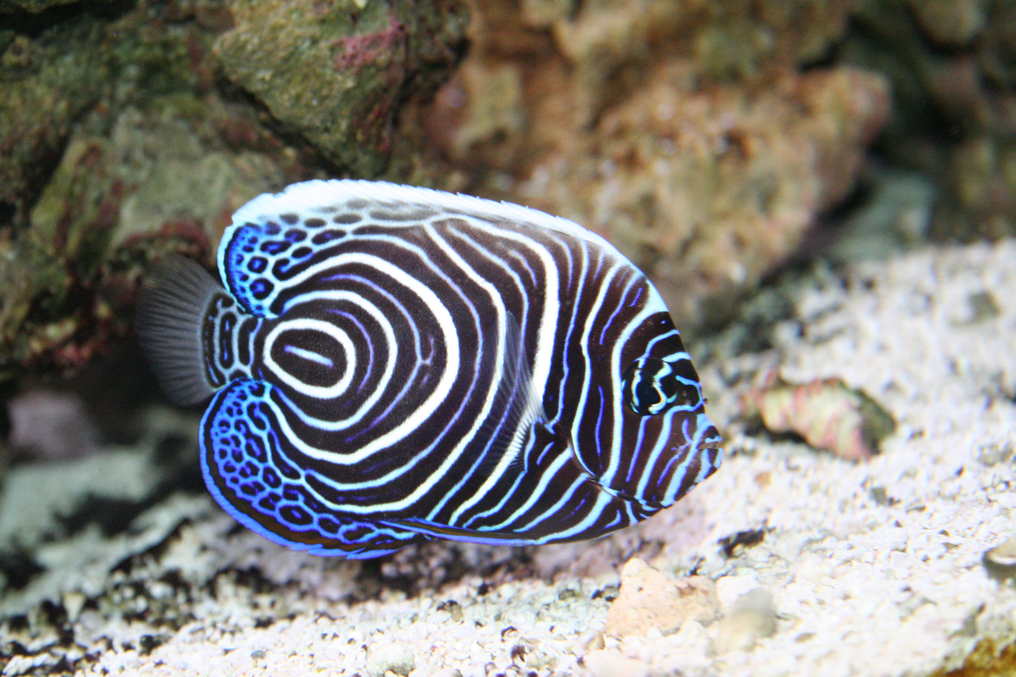 Mature imperator angel fish