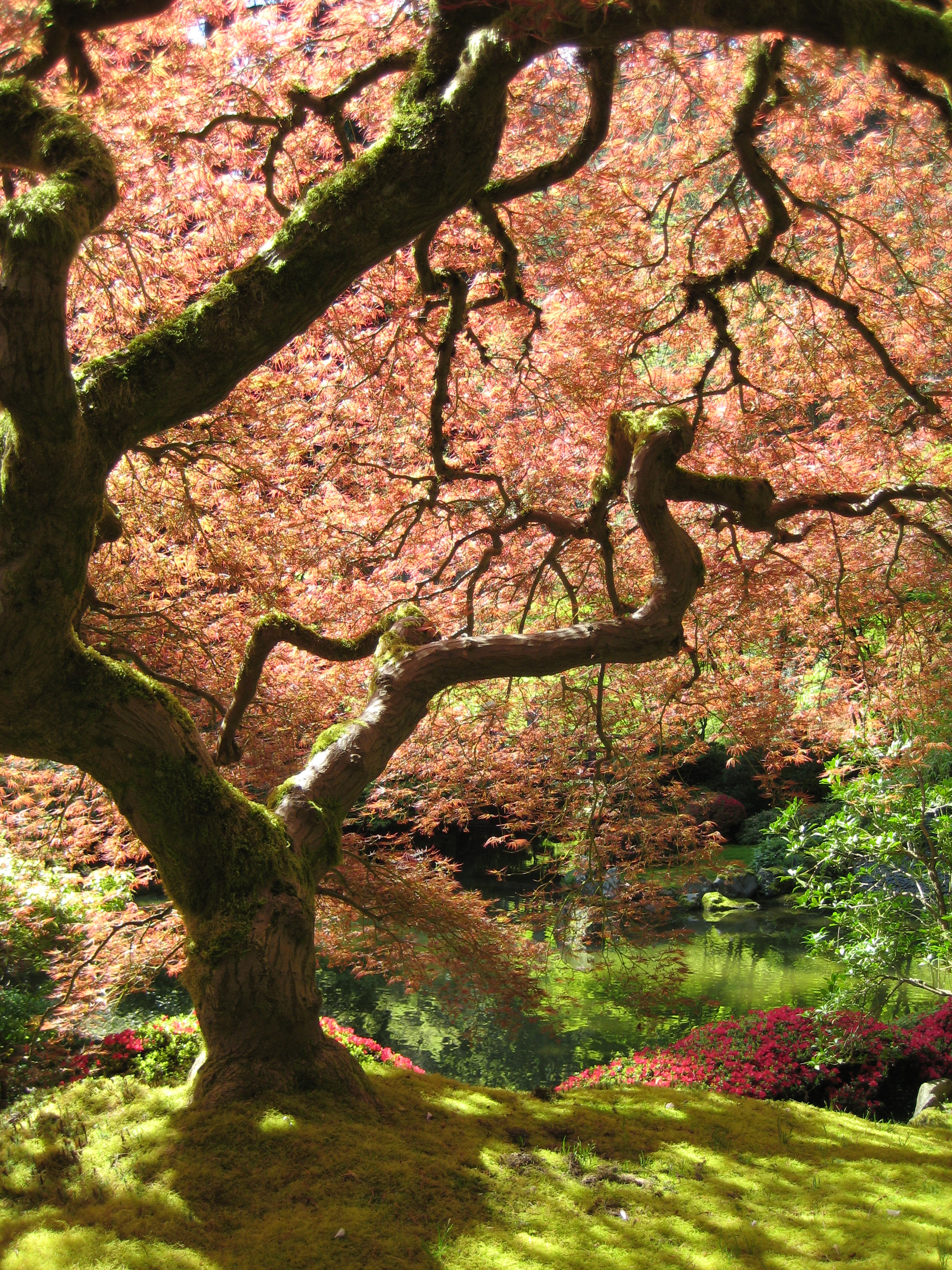 Description Portland Japanese Garden maple.jpg