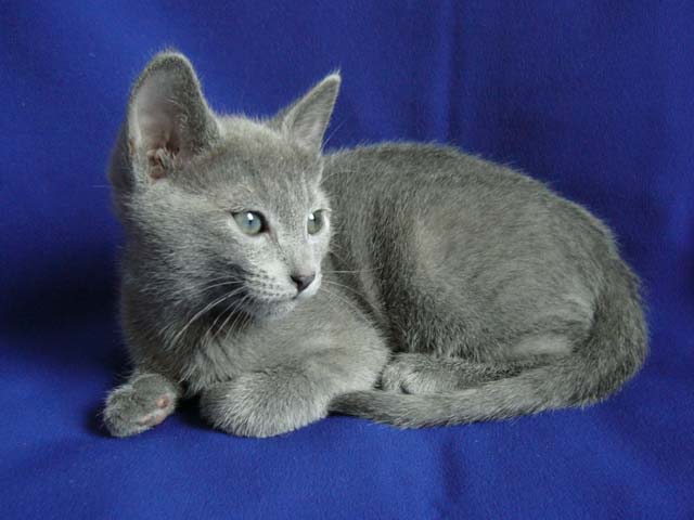 File:Russian Blue kitten.jpg