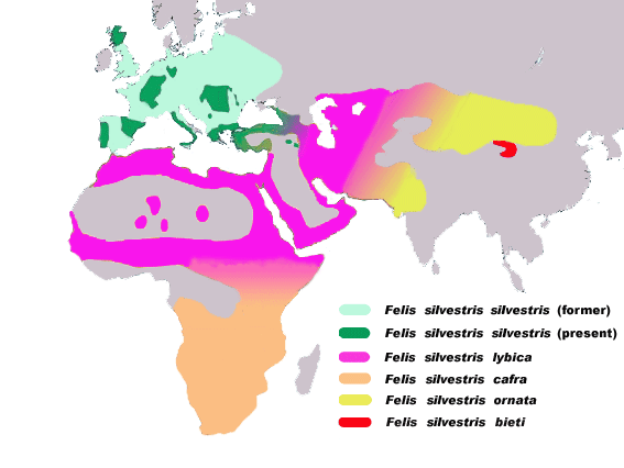 Felis-silvestris2.png?uselang=ru