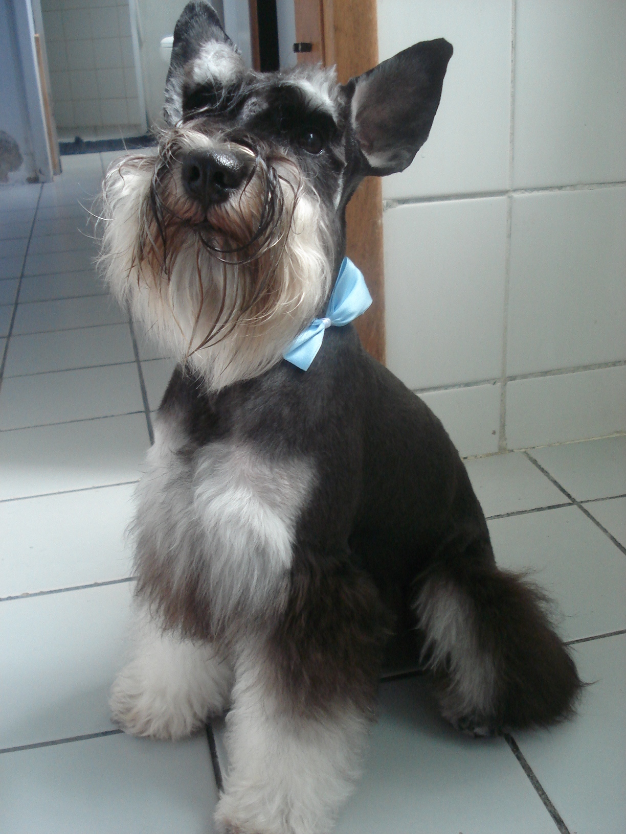 File:Miniature Schnauzer (1897).jpg