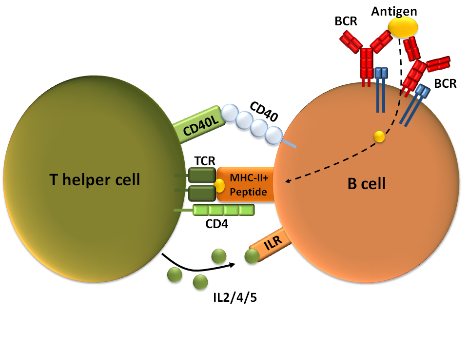 Description T-dependent B cell activation.png