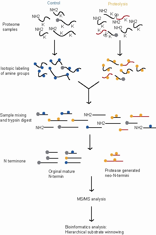 Terminal amine isotopic labeling of substrates (TAILS) overview