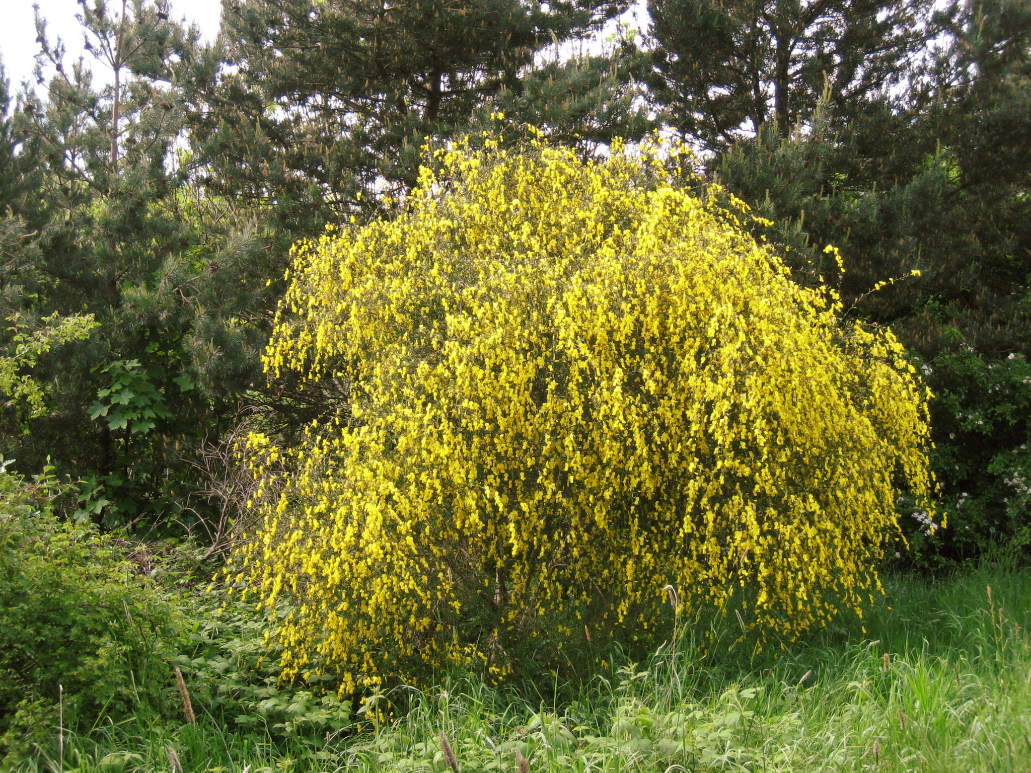 broom shrub